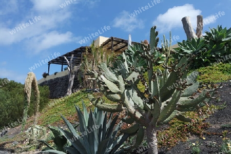 Garten am Berghang, Lanzarote