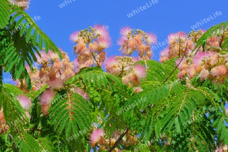 Roter Puderquastenbaum - Calliandra