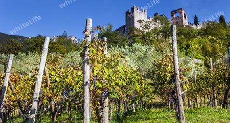 Wine growing at Castello di Avio Trento Italy
