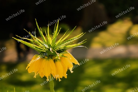 Kaiserkrone (Frittillaria) entdeckt im Kurpark Bad Wildungen