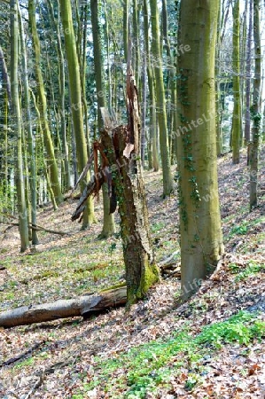 Walderlebnispfad gebrochener Baum