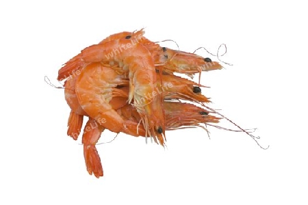 Scampis - Garnelen - Shrimps
