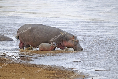 Flusspferd, Nilpferd (Hippopotamus amphibius) und neugeborenes Jungtier am Mara River, Masai Mara, Kenia, Afrika