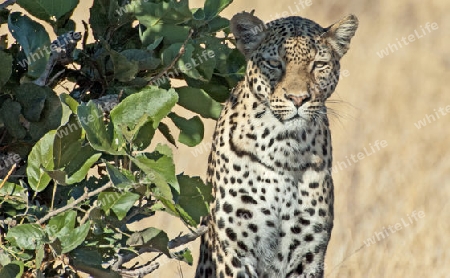 Serie - Leopard wird wach 5 - Schauen