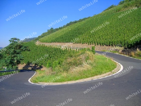 Winding Road through Wineyards