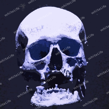 Skull 008