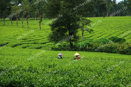 Teeplantage 