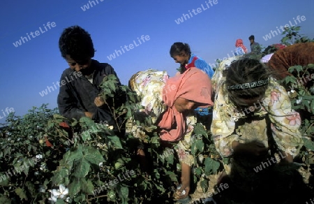 Kinder beim Ernten von Baumwolle bei Aleppo im Norden von Syrien im Nahen Osten.