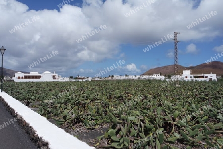 Opuntienfeld auf Lanzarote
