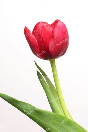 Flower:  Tulip solo