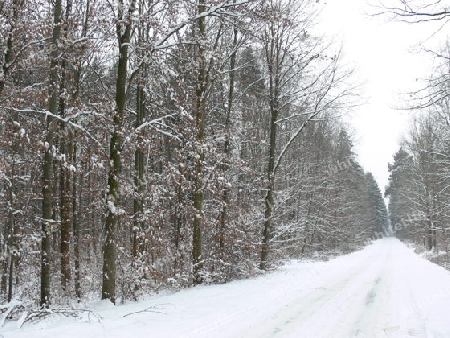 Wald im Winter 2