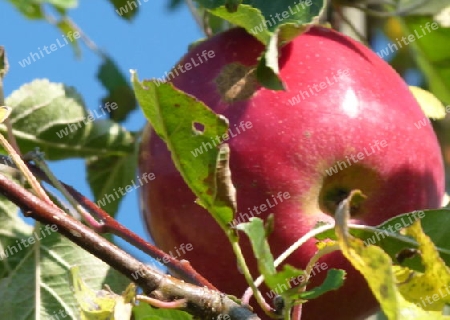 Reifer Apfel am Baum  7