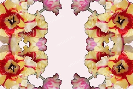 Tulpen Kaleidoskop
