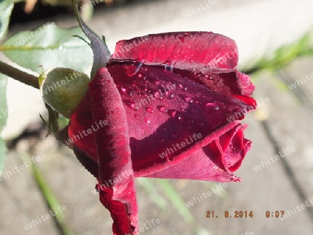 Die   rote   Rose