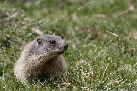 Alpenmurmeltier, Murmeltier, Marmota marmota