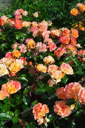 Rosenstrauch mit orangen Blüten