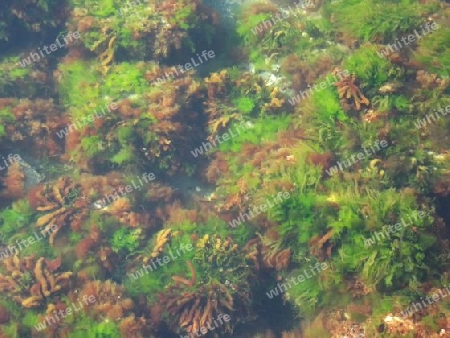 Hintergrund Algen unter Wasser