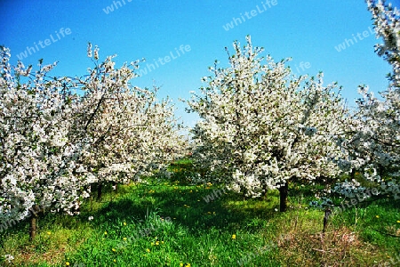 Die Apfelplantage in Glindow