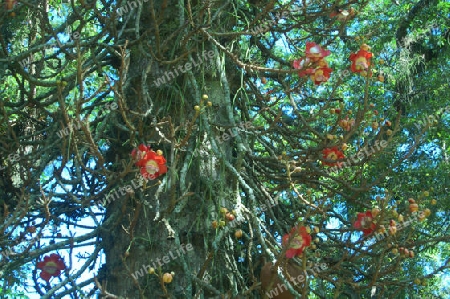 Kanonenkugelbaum - Couroupita guianensis