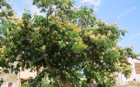 Wei?er Puderquastenbaum - Calliandra parvifolia
