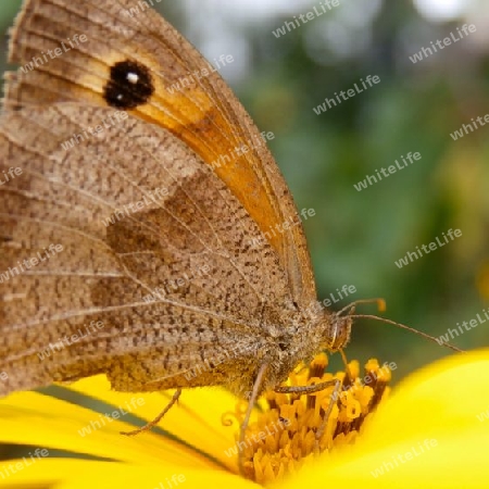 Schmetterling auf gelber Bl?te P8091314