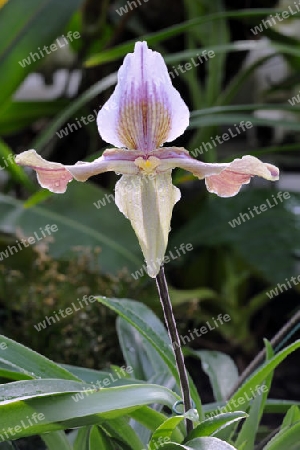 Orchidee, Frauenschuh (Paphiopedilum) Asien