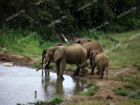 Elefanten, Elefant, Herde, an, einer, Wasserstelle, in, Tsavo, West, mit, Reiher, Vogel, im, hintergrund, Kenya, Kenia, Afrika