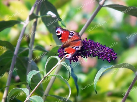 Schmetterling im Sommerflieder