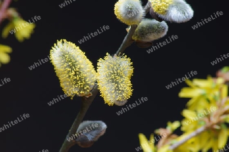 Ein aufgebl?htes Weidenk?tzchen einer Salicaceae mit gelben Samen.
