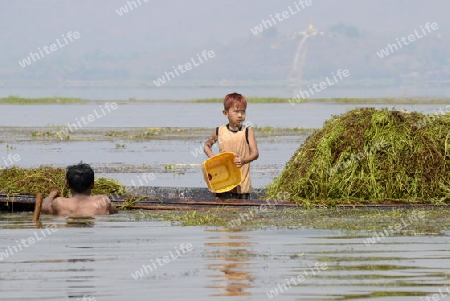 Farmers earn seawead from the Lake Inle near the town of Nyaungshwe at the Inle Lake in the Shan State in the east of Myanmar in Southeastasia.