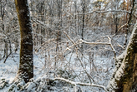 verschneiter Wald zwischen Hessen und Unterfranken