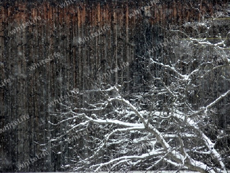Schneefall im Wald 1