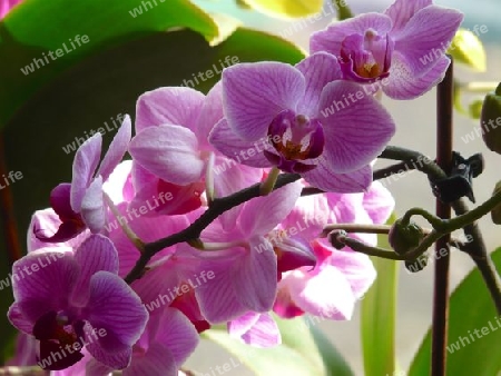 Orchidee, Zweig am Fenster - pink P1230423