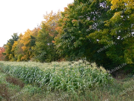 Maisfeld im Herbst