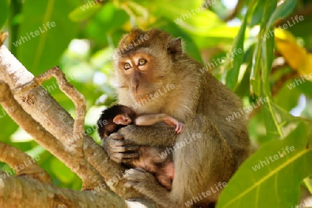 Thailand, Makaken-Affe mit Baby