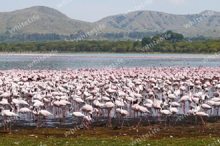 Kenia - Flamingos am Lake Naivasha