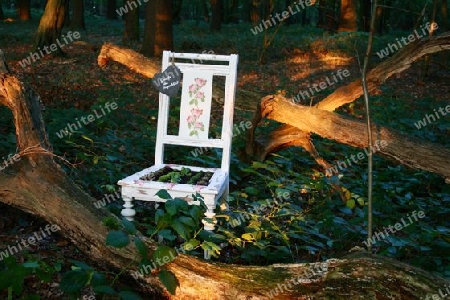 Stuhl im Wald