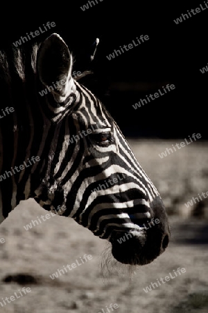 Zebra aus Africa