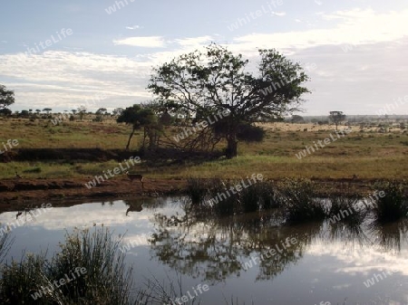 Wasserstelle, mit, Impalas, im, Hintergrund, Wasser, Teich, T?mpel, Kenia, Kenya, Afrika, Tsavo, Nationalpark