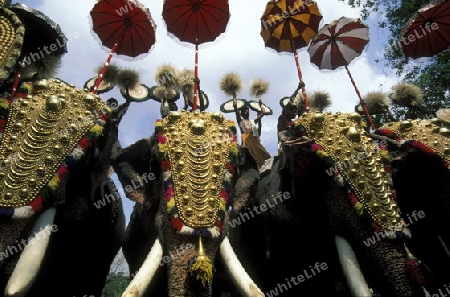  the Elephants at the Pooram Festival in Thrissur in the province of Kerala in India.