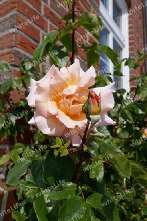 Apricot Rose vor einem Ziegelhaus