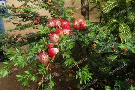 Roter Puderquastenbaum - Calliandra dysantha