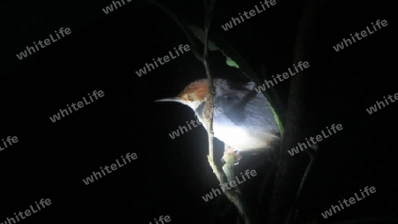 Kingfisher im Regenwald von Sukau, Borneo