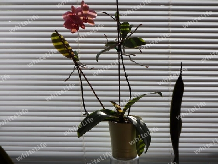 Schattenspiel mit Orchidee