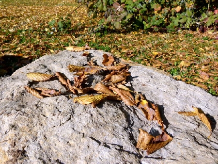 Trockenes Herbstlaub auf Steinblock und Wiese