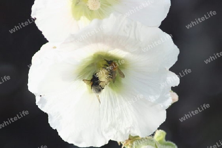 wei?e Stockrose Alcea rosea  White hollyhock (Alcea rosea)