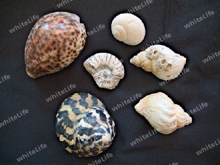Schnecken und Ammonit