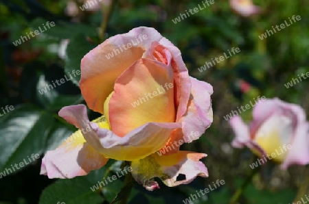 Rosa-Gelbe Rose