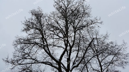 Winterbaum ohne Spitze