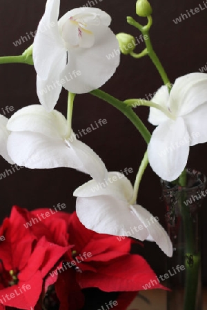 Weihnachsstern/Orchideen